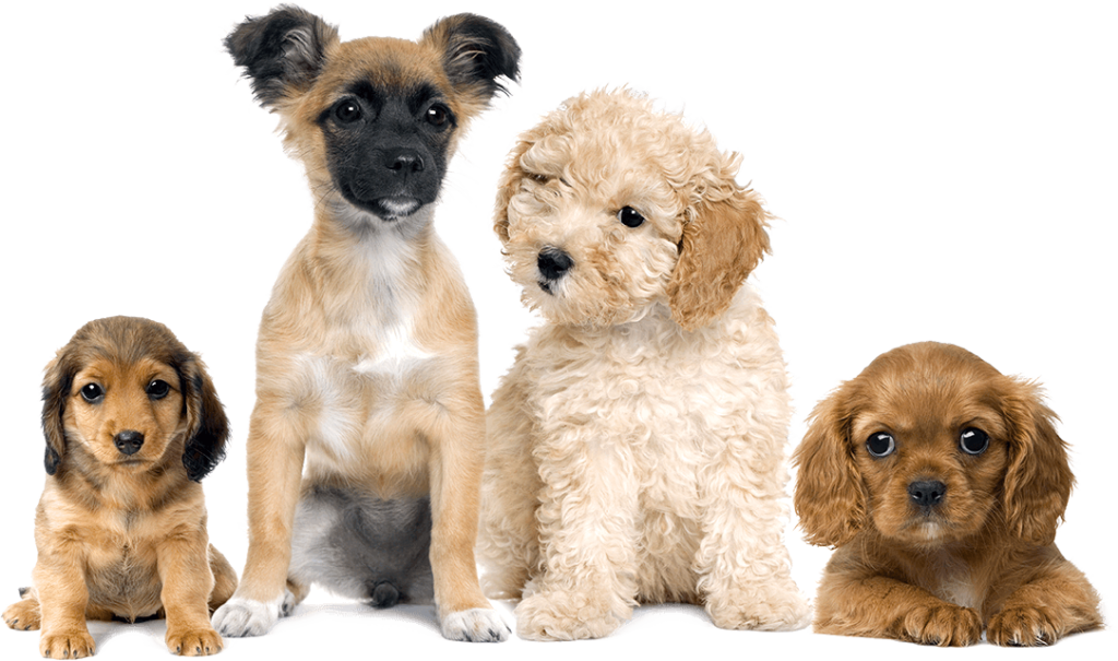 Puppy Training